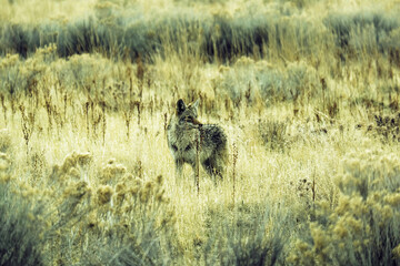 Silent Watcher of the Wild