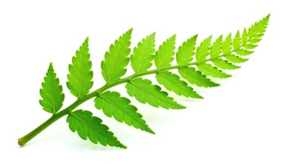Fototapeta premium Single fern frond isolated on white background, fern, leafy greens