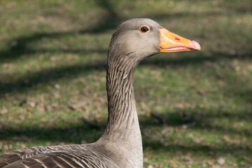 Porträt einer Graugans