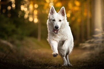 Obraz premium Beautiful female Swiss Shepherd in the forest