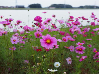 Fototapeta premium コスモス畑