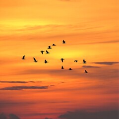 birds in the sky on sunset