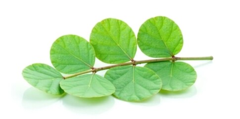 Single eucalyptus leaf isolated on white background, tree leaves, botanical