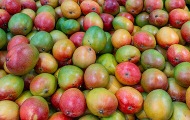 fresh mango in pile in the harvest season