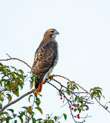single red tailed hawk standing on the tree branch