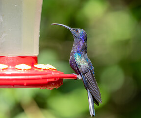 hummingbird standing on the nectar feeder