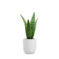 Tall Snake Plant with Two Straight Leaves