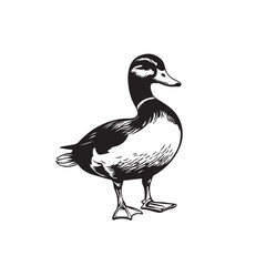 duck isolated on white background