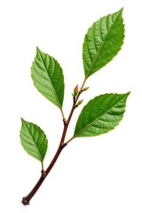 Obraz premium Single branch with intricate details isolated on white background, Botany, Branch