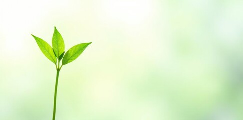 Fototapeta premium Delicate green stem isolated on white background, garden, nature