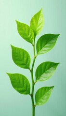 Fototapeta premium Delicate green leaves unfurl from a central stem on a plain background, leafy, plant