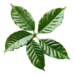 Fresh Coffee Leaves Natural Product on transparent Background.