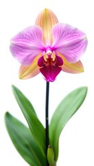 Fototapeta premium Exotic orchid isolated against plain background, botany, orchid, colorful