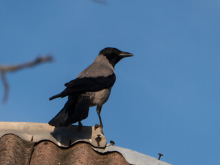 Crow Perched On a Roof Against a Clear Blue Sky Background