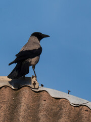 Crow Perched On a Roof Against a Clear Blue Sky Background