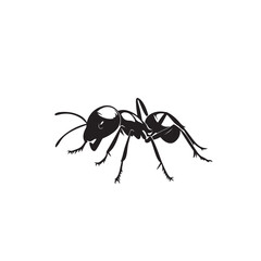 ant isolated on white background