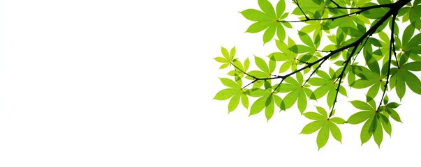 Obraz premium Isolated tree limbs against a bright white surface, limb, branch