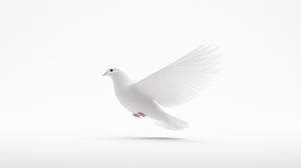Fototapeta premium Serene White Dove in Flight: A Symbol of Peace and Purity