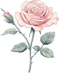 Fototapeta premium pink rose with delicate petals and soft gradients. A slender green stem with sharp thorns. Several leaves with visible veins. One closed bud near the main flower. Isolated PNG with no background.