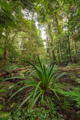 Paradiesischer subtropischer Regenwald. Brindle Creek im Border Ranges Nationalpark in New South Wales, Australien. Byron Hinterland.