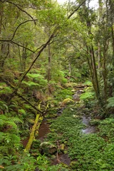 Fototapete Paradiesischer subtropischer Regenwald. Brindle Creek im Border Ranges Nationalpark in New South Wales, Australien. Byron Hinterland. © jiriviehmann