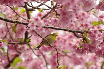 河津桜とメジロ４
