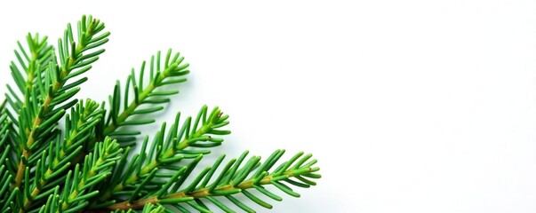 Sprigs of evergreen foliage against a white background, evergreen, leaves, background