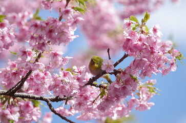 河津桜とメジロ２