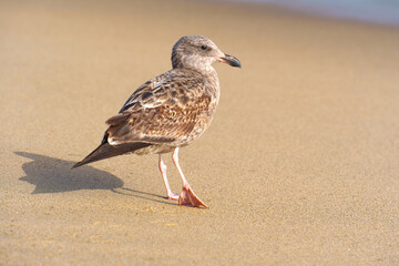 Seagull Walking Along a Sandy Beach Shoreline