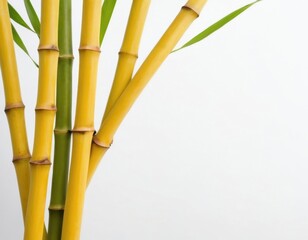 Obraz premium green bamboo on a white background