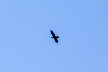 Kolkrabe im Flug - corvus corax - Allgäu