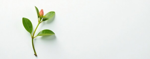Delicate leaves and stems of a small plant on white paper, flower, plant, nature