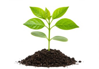 Green plant in dark soil.