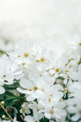 Fototapeta premium Close-Up of Delicate White Blossoms in Full Bloom on a Spring Day with Soft Natural Light. Exochorda Pearlbush 'The Bride' pearl white flowers background. Spring greeting card