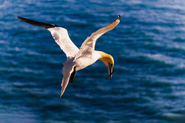 Northern gannet flying over the North Sea with wings outstretched and holding a small wooden stick in its beak