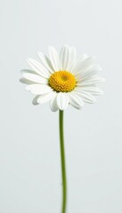 small white daisy isolated on white background, small white daisy, white