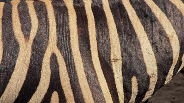 Closeup shot of texture of zebra skin.