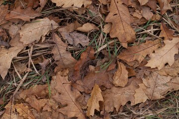 Close-up of dry oak leaves on the forest floor creating a textured autumn background with warm earthy tones