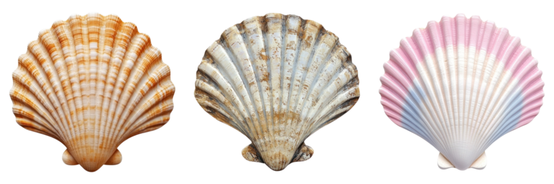 Three colorful seashells isolated on transparency background
