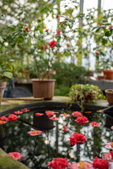 Potted pink Camellia japonica in greenhouse, fallen flowers floating on water surface in pool. Springtime concept