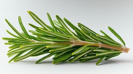 Fototapeta premium Slender green and white plant with a white stem. The plant appears to be a type of herb, possibly rosemary or thyme