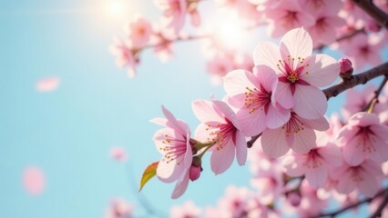 Naklejka premium Delicate Pink Blossoms on a Branch, Sunlight Illuminating Petals Against a Serene Sky