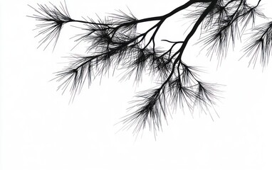 Fototapeta premium Silhouette of Pine Tree Branch on White Background for Graphic Design