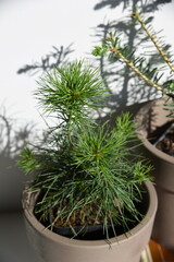 Conifer plant in pot. Pinus strobus young tree. Potted christmas tree concept. 2 years old oniferous plant seedling 