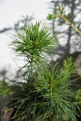 Conifer plant in pot. Pinus strobus young tree. Potted christmas tree concept. 2 years old oniferous plant seedling 