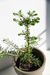 Conifer plant in pot. Abies koreana young tree. Potted christmas tree concept. Сoniferous plant seedling