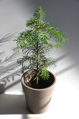 Conifer plant in pot. Abies konkolor or fir young tree. Potted christmas tree concept. Сoniferous plant seedling indoor