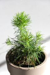 Conifer plant in pot. Pinus strobus young tree. Potted christmas tree concept. 2 years old oniferous plant seedling 
