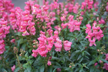 Vibrant snapdragons blooming in spring