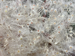 Close up of white dandelion flower with its unique seeds that often fly. Dandelion seeds are often carried away by wind and flies around the air. Beauty of nature. Seamless background texture.